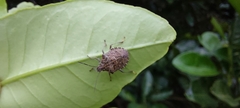 Cappaea taprobanensis