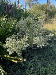 Baccharis halimifolia image