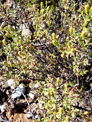 Pegolettia baccaridifolia
