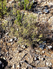 Pegolettia baccaridifolia
