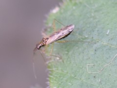 Dicyphus errans