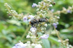 Megachile faceta
