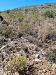 Pegolettia baccaridifolia