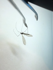 Trichocera major