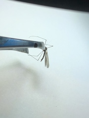 Trichocera major