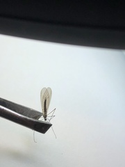 Trichocera major