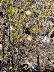 Pegolettia baccaridifolia
