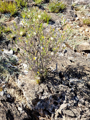 Pegolettia baccaridifolia