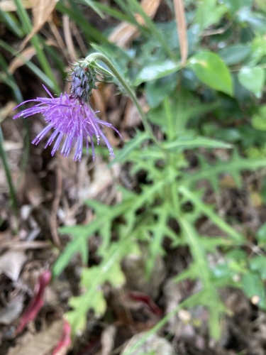 Cirsium yoshinoi iNat (3)