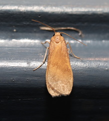 Lambula obliquilinea