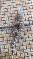 Gekko gecko