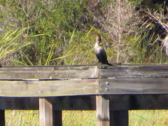 Phalacrocorax auritus image