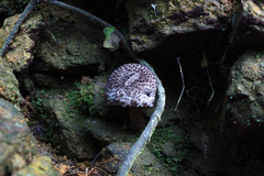 Indoporus squamulosus