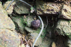 Indoporus squamulosus