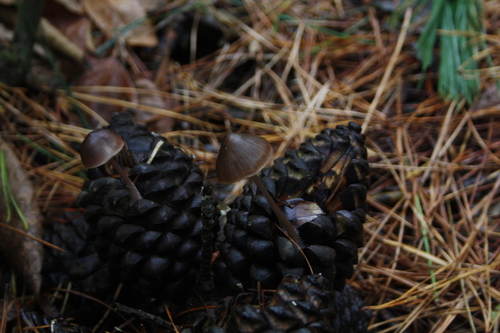 Mycena seynii
