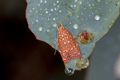 Syringoseca rhodoxantha