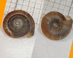 Discus rotundatus