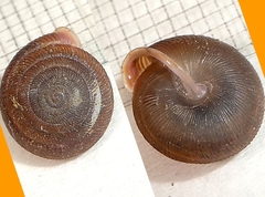 Oestophorella buvinieri