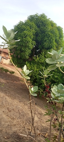 Calotropis procera image