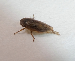 Auchenorrhyncha