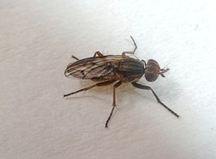 Diptera