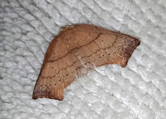 Achrosis