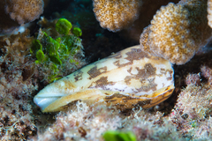 Conus striatus oahuensis