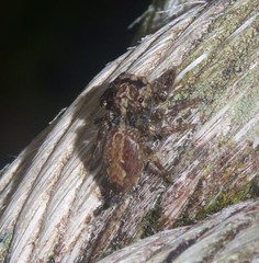 Anarrhotus fossulatus