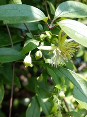 Clematis formosana
