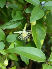 Clematis formosana