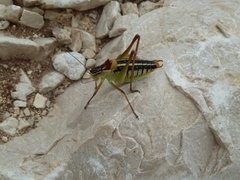 Poecilimon artedentatus