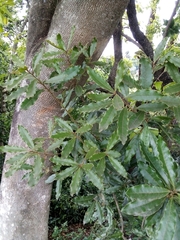 Euclea natalensis natalensis