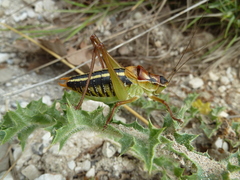 Poecilimon artedentatus