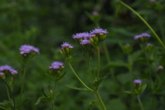 Praxelis clematidea