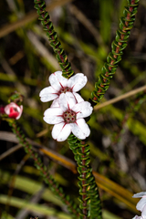 Adenandra brachyphylla
