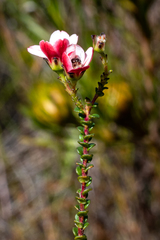 Adenandra brachyphylla
