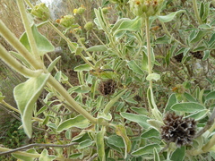 Poecilimon artedentatus