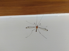 Aurotipula clara
