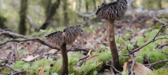 Auriscalpium umbella