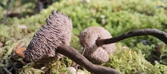 Auriscalpium umbella