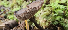 Auriscalpium umbella
