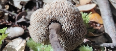 Auriscalpium umbella