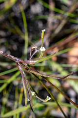 Centella macrocarpa
