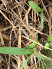 Aiolopus thalassinus