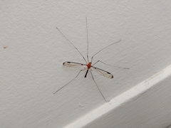 Aurotipula clara