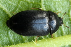 Attagenus unicolor