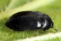 Attagenus unicolor