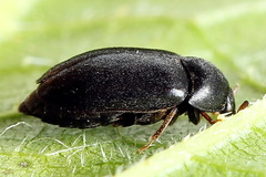 Attagenus unicolor