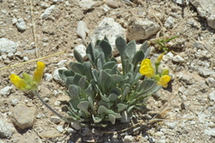 Physaria ovalifolia