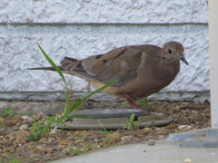 Zenaida macroura image
